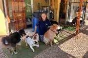 SOS Foyers chiens âgés : 20 ans de refuge pour chiens seniors à Saint-Vallier
