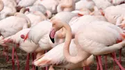 Étang de Canet : 11 500 flamants roses recensés cet été