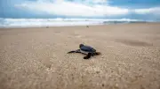 Tortues caouannes : huit pontes sur le littoral français cet été
