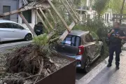 Un arbre s'abat sur une voiture et bloque un axe à Nice