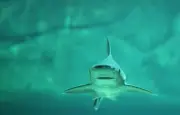 Un requin-chien aperçu dans les rues inondées du New Jersey