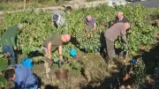 Vendanges 2026 à La Vayssière : une récolte réussie malgré la sécheresse