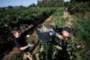 Vendanges au lycée Agricampus Var : les élèves de seconde en action