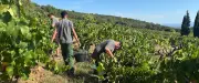Vendanges inclusives à la Chartreuse de Valbonne : des travailleurs handicapés fiers