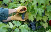 Vendanges précoces à Marcillac : le climat bouscule les vignerons