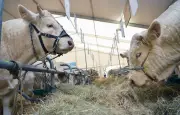 Ventes de bovins à la criée dès octobre à Laissac