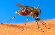 Virus West Nile : 3 cas autochtones détectés en Loire-Atlantique