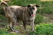 Vol de la chienne Poska à Mougins : retrouvée saine et sauve à Antibes