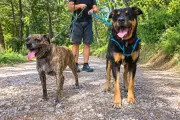 Voleur de la chienne Polska à Mougins : six mois de prison ferme