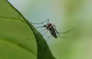 West Nile : 117 cas autochtones en France, record battu