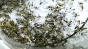 West Nile : 92 cas humains, un record en France