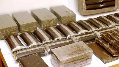 242 kg de cannabis saisis sur l'A75 : une « mule » interpellée à Millau
