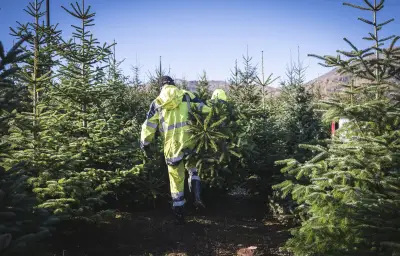 450 sapins de Sicile plantés en Isère pour anticiper le réchauffement