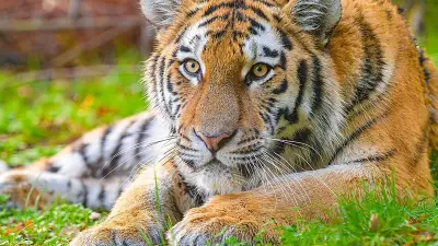 Angleterre : un homme meurt attaqué par un tigre au Yorkshire Wildlife Park