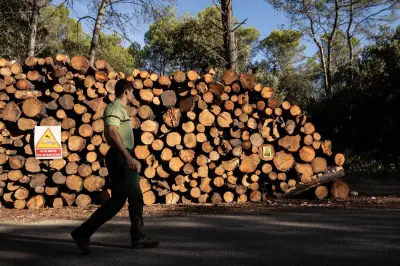 Bois en forêt : ramassage autorisé ou interdit ?