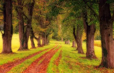 Bram : 29 arbres plantés pour 29 naissances en 2024