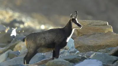 Chamois fou dans le Doubs : le préfet mobilise les louvetiers
