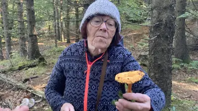 Champignons : comment distinguer cèpes et fausses girolles