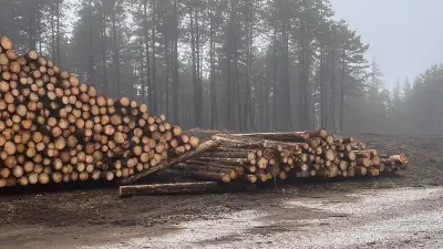 Changement climatique : des dizaines de troncs invendus à Castanet-le-Haut