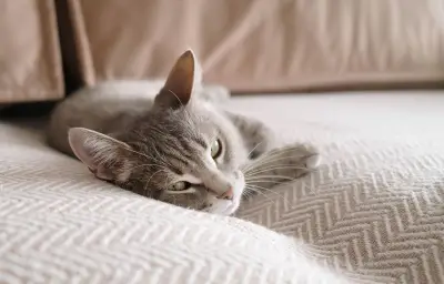 Charente-Maritime : une chatte retrouvée après huit ans de disparition