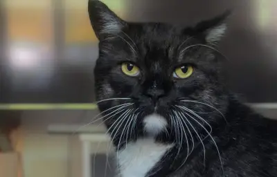 Chat dépose une souris dans la bouche d'un dormeur : la vidéo virale est un deepfake