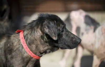Chiens errants à Limours : la mairie durcit les règles