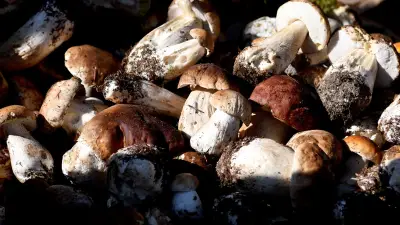 Cévennes : les champignons se raréfient, la fenêtre de tir se rétrécit