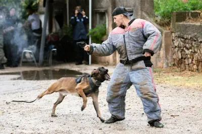 Exercices interservices des brigades cynophiles au Luc-en-Provence
