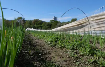 Figeac : une ferme bio d'insertion nourrit cantines et familles