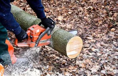 Forestivités : un festival forestier inédit dans le Puy-de-Dôme