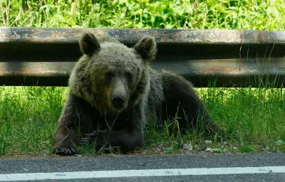 Hautes-Pyrénées : 36 ours identifiés par analyses génétiques