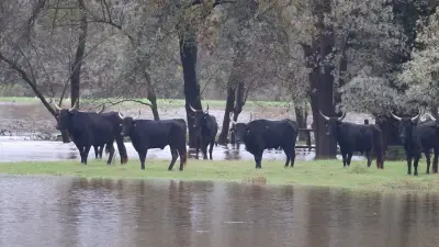 Inondations en Camargue : les courses camarguaises annulées ce week-end