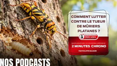 Longicorne tigre : comment protéger les mûriers platanes ?