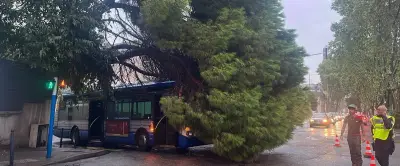 Montpellier : un pin centenaire s'effondre sur un bus en circulation