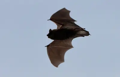 Moustique-tigre : Suresnes mise sur les chauves-souris