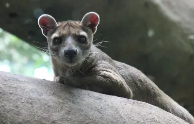 Naissance de triplés fossas au zoo britannique de Lakeland