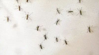 Nîmes : des centaines de moustiques piquent les habitants en octobre