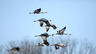 Oiseaux migrateurs en Occitanie : où les observer ?