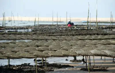 Ostréiculture : Fanny Marié, première femme présidente du CRC Charente-Maritime