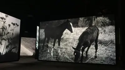 Patti Smith et Soundwalk Collective s'installent à la fondation Luma Arles