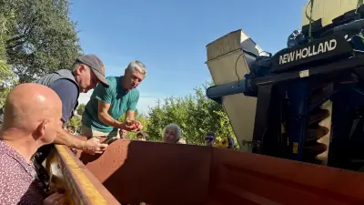 Première en France : récolte mécanisée de grenades avec une vendangeuse