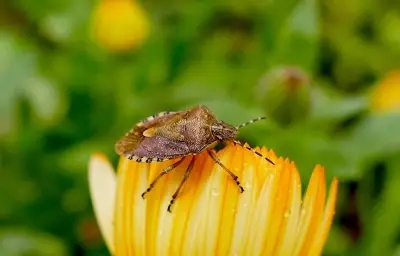 Punaises diaboliques : comment les éloigner de votre maison cet automne