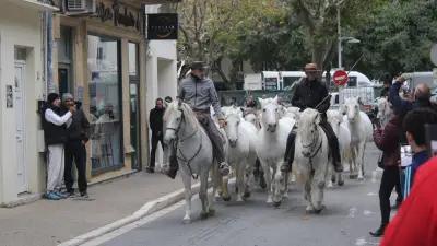 Roussataïo à Bagnols-sur-Cèze : juments et poulains animent les rues