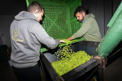 Saison oléicole précoce en Dracénie, une récolte prometteuse