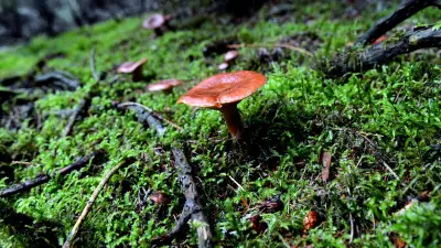 Salon champignons et plantes d'automne à Montpellier ce week-end