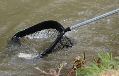 Sécheresse : 100 kg de poissons sauvés dans le Doubs