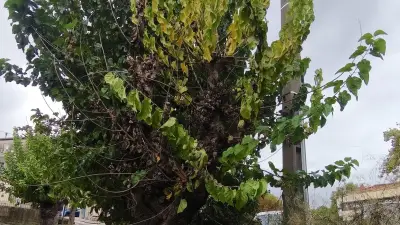 Sète : abattage de mûriers infestés par le longicorne tigre