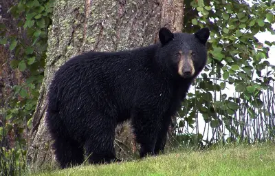 Un ours s'invite dans une bibliothèque pour le centenaire de Winnie