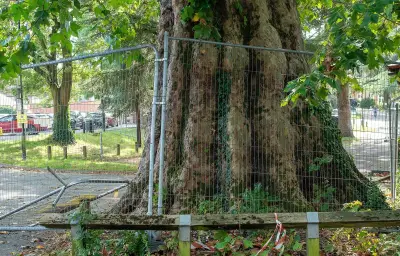 Val-d'Oise : 18 platanes menacés d'abattage à Soisy-sous-Montmorency