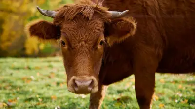 Vosges : un éleveur traîné sur 25 mètres par son taureau